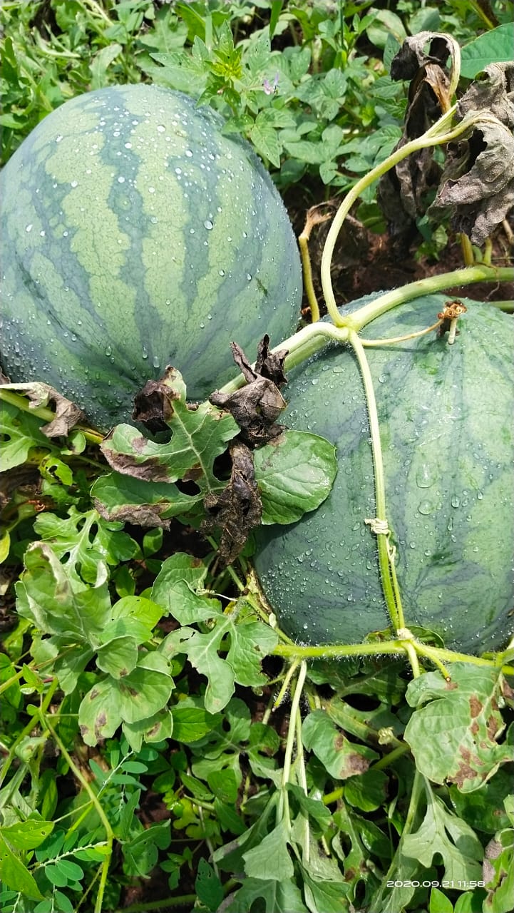 Pramuka Lampung Panen Semangka