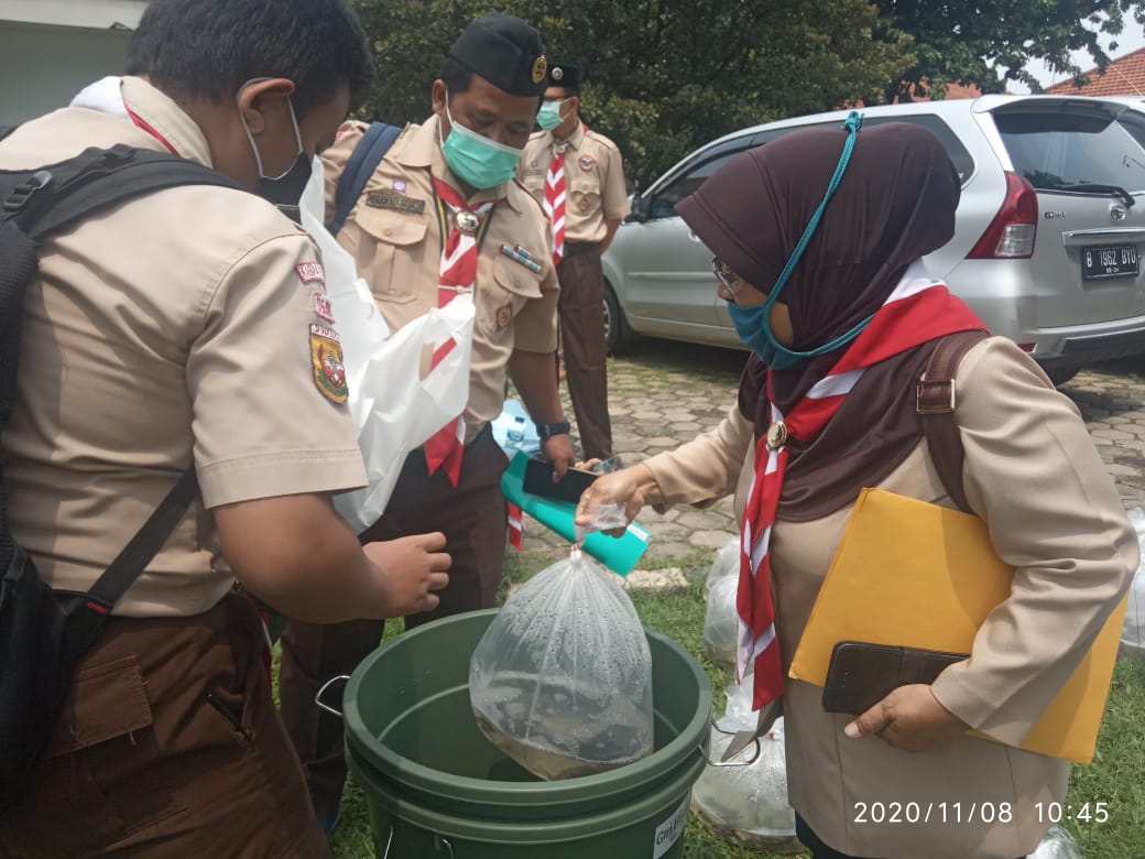 Daun Pepaya Penghilang Stress Lele