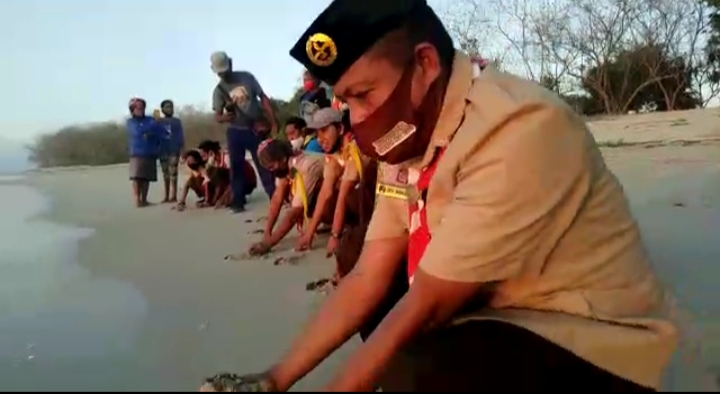 Pelepasan 63 Ekor Tukik Penyu Warnai Hari Pramuka Ke-60 Tahun