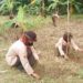 Peringati BP Day, Saka Wanabakti Grobogan Lakukan Aksi Tanam Pohon
