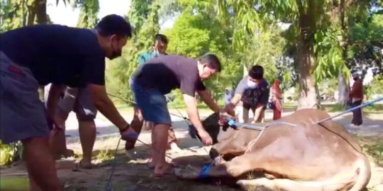 Kwarda DIY Rayakan Idul Adha 1443 H, Sembelih 6 Hewan Qurban di Buper Taman Tunas Wiguna Babarsari