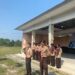 Gudep 08-001 dan 08-002 Unri gelar Latihan Pengembangan Teknik Kepramukaan (LPTK) Ruangan Ke XLI