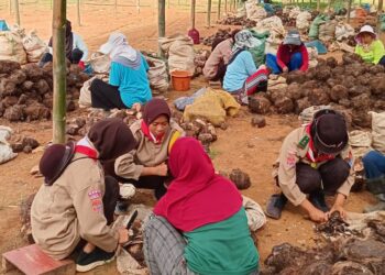 Pj Gubernur Sulsel Harap DKR Mare jadi Pelopor Pembibitan Pisang