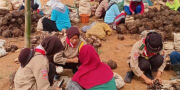 Pj Gubernur Sulsel Harap DKR Mare jadi Pelopor Pembibitan Pisang