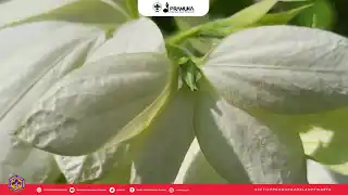 Pelatihan Pertanian Bagi Anggota Gerakan Pramuka Penegak Dan Pandega Tahun 2023